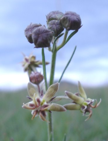 Miraglossum pulchellum flowers and buds